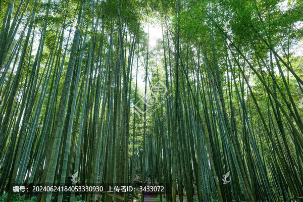 陽光穿過竹林