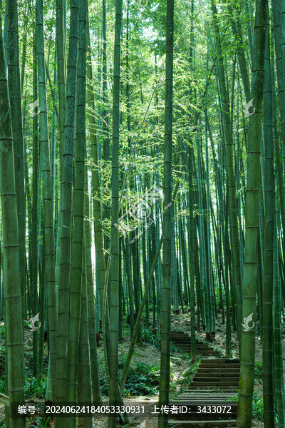陽(yáng)光穿過竹林