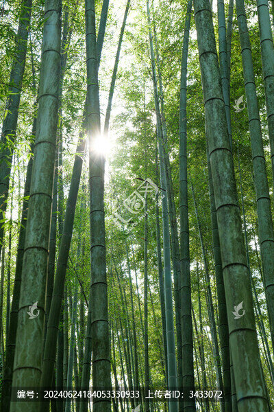 陽(yáng)光穿過竹林