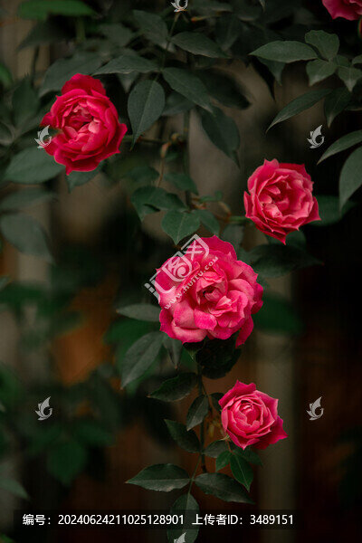 月季花薔薇花