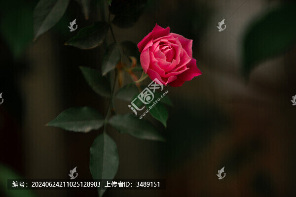 月季花薔薇花
