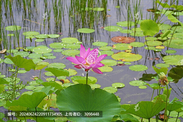 荷花