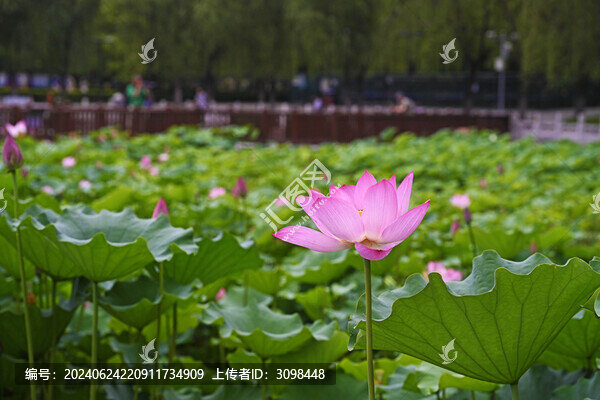 蓮花池公園荷花