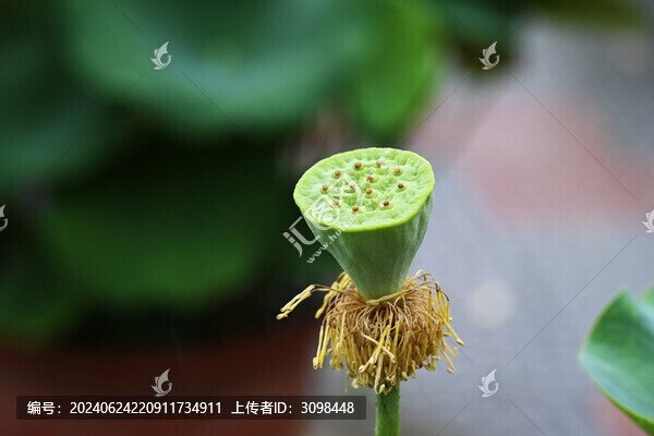 蓮蓬