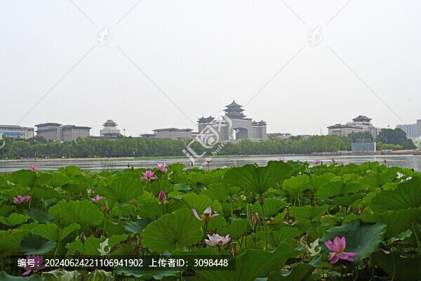 蓮花池公園