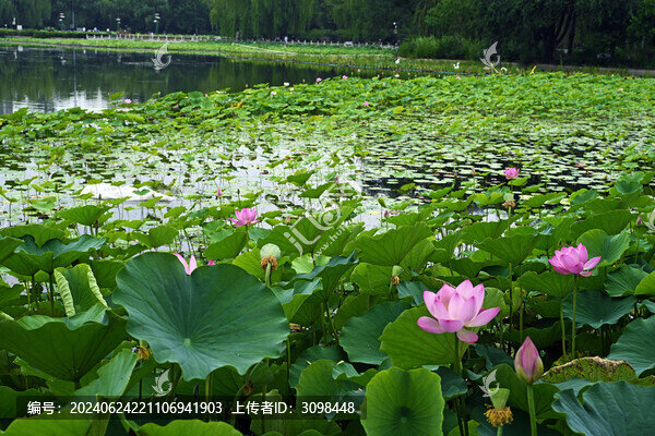 蓮花池公園