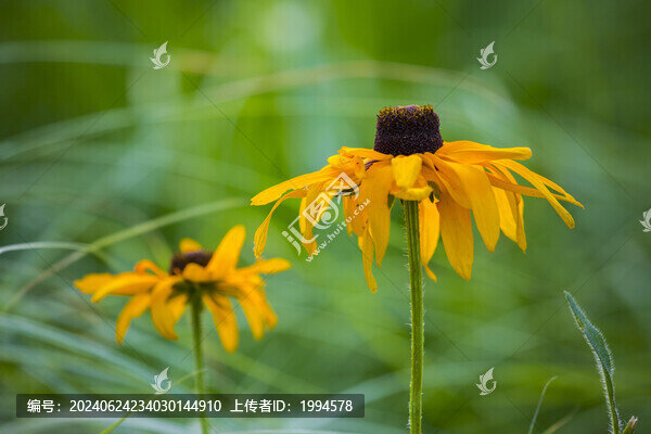 金光菊