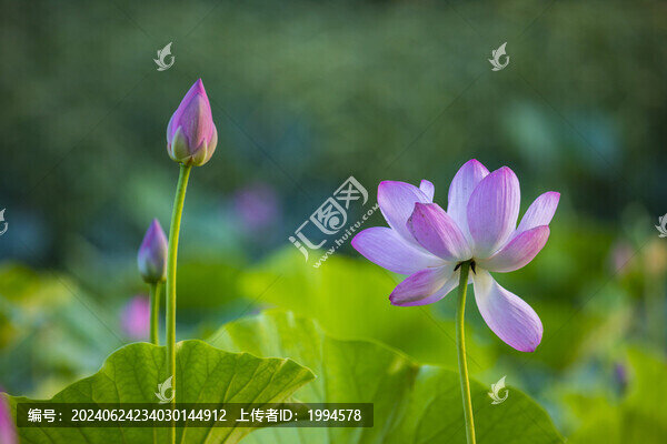 荷