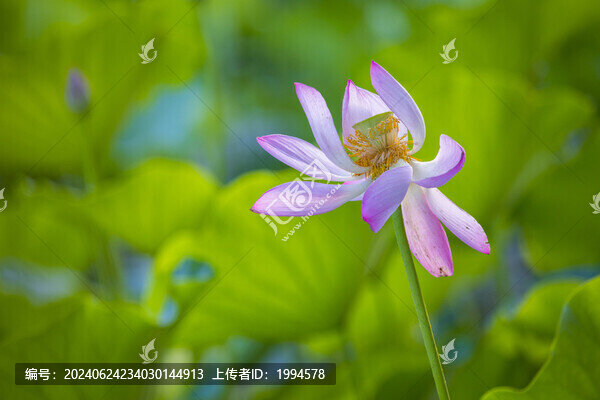 荷