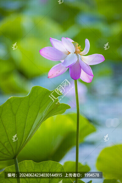 荷