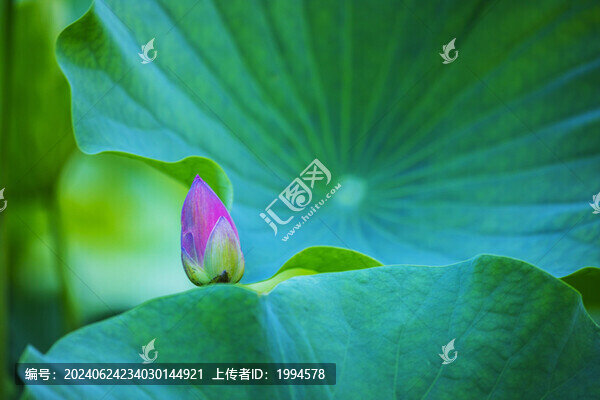 荷