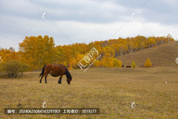 烏蘭布統(tǒng)駿馬