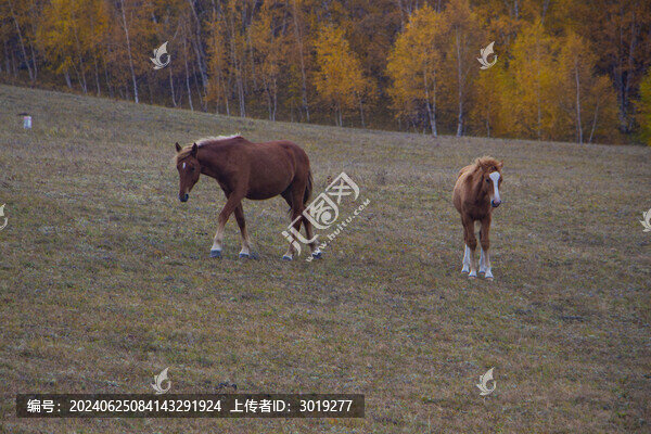 烏蘭布統(tǒng)駿馬