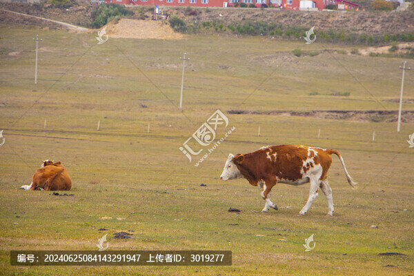 烏蘭布統(tǒng)傻牛