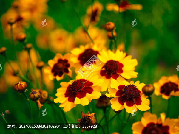 兩色金雞菊