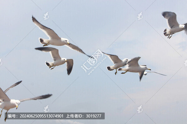 東港海鷗