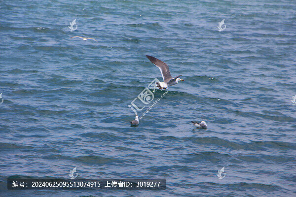 海面上的海鷗