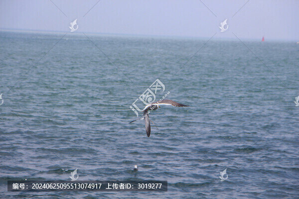 海面上的海鷗
