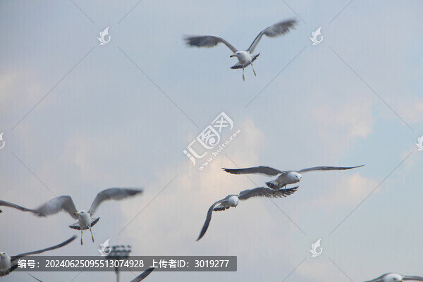 海鷗