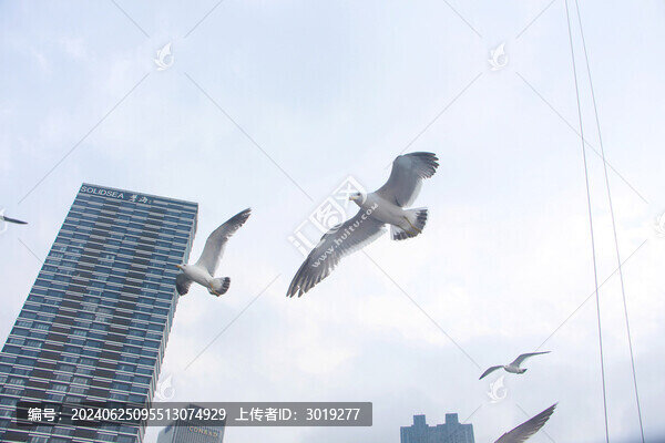 海鷗