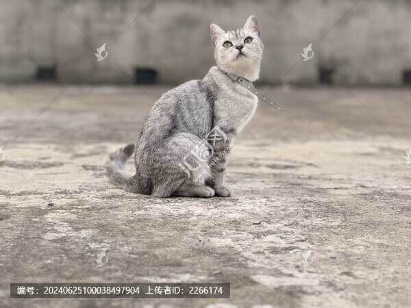 貓咪