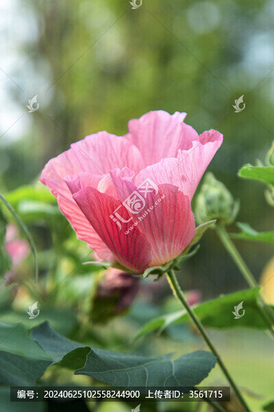 盛開的芙蓉花