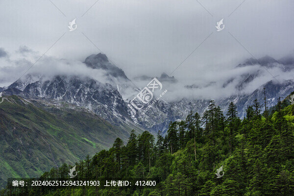 貢嘎山下的冷杉林