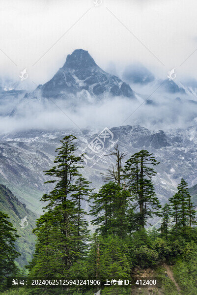 貢嘎山下的冷杉林