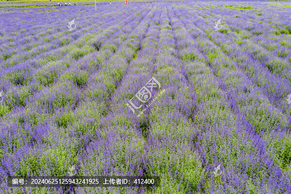 薰衣草花海