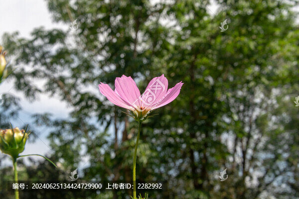 夏花秋英