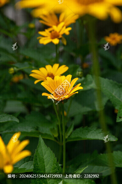 夏花日光菊
