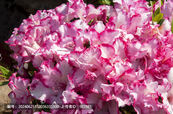 春天別墅小區(qū)盛開的映山紅花