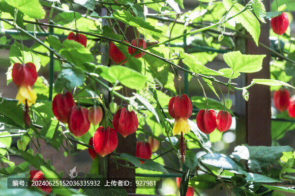 春天別墅小區(qū)盛開的紅萼苘麻花