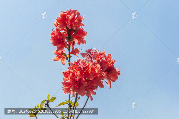 春天別墅小區(qū)盛開的映山紅花