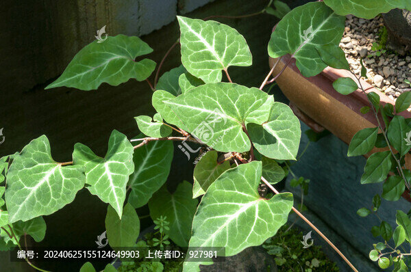 別墅小區(qū)業(yè)主家生長的何首烏