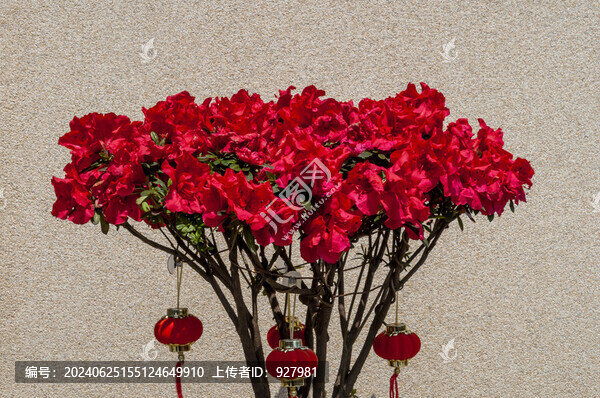 春天種植的映山紅開了