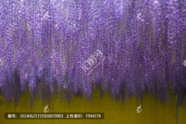 紫藤花