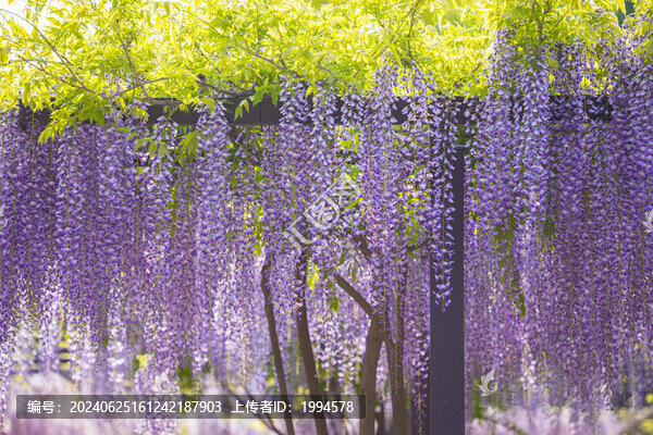 紫藤花