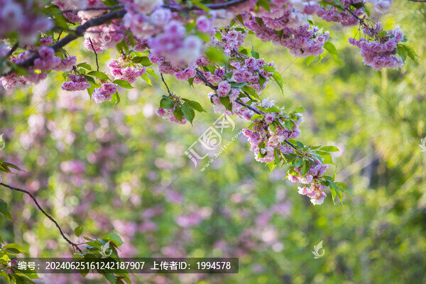 櫻花