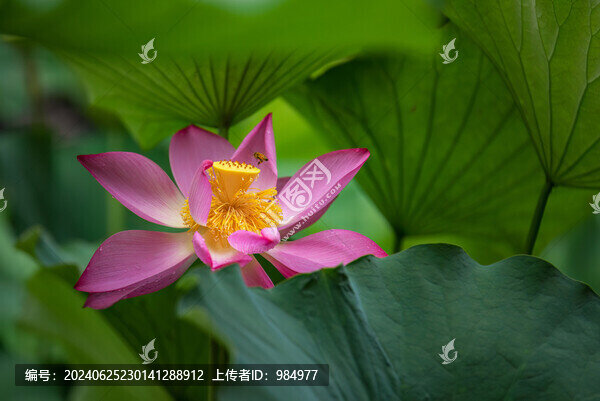 夏天上海公園荷花盛開(kāi)