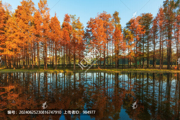 上海共青森林公園水杉倒影風(fēng)光