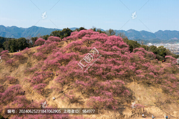 浙江寧波奉化梅花綻放
