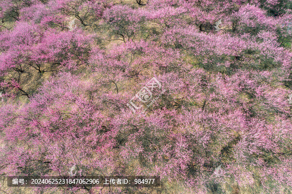 浙江寧波奉化梅花綻放