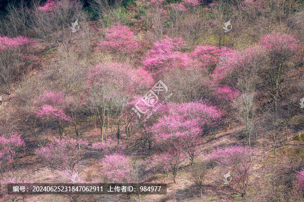 浙江寧波奉化梅花綻放