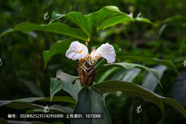 閉鞘姜