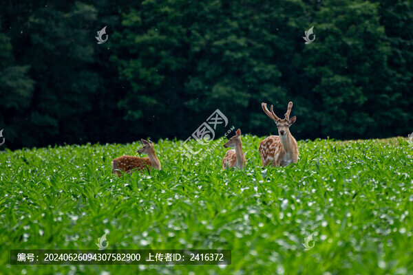 野生梅花鹿