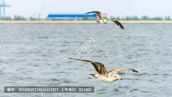 海鷗覓食