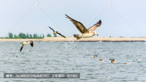 海鷗覓食