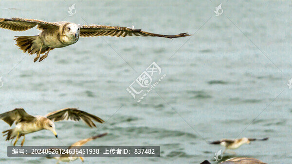 海鳥海鷗