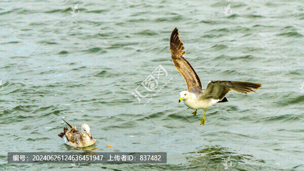 海鷗翱翔